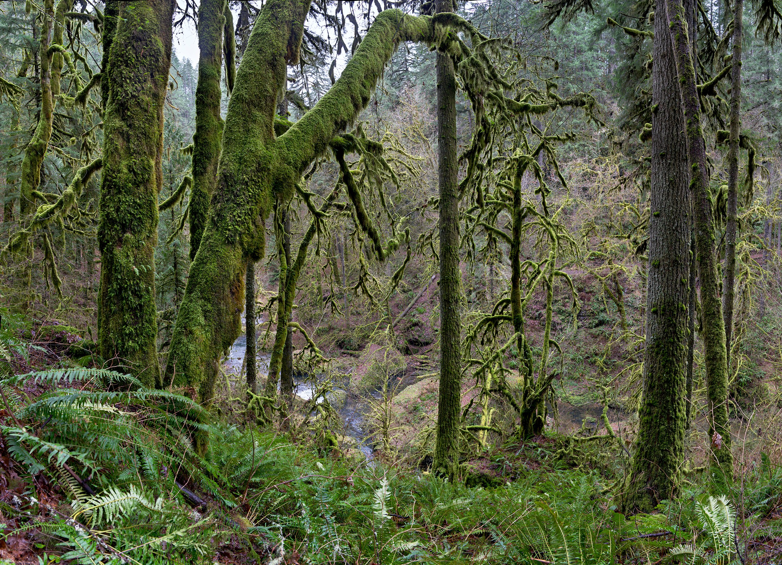 Moss-Covered Trees, North Fork Silver Creek, Oregon