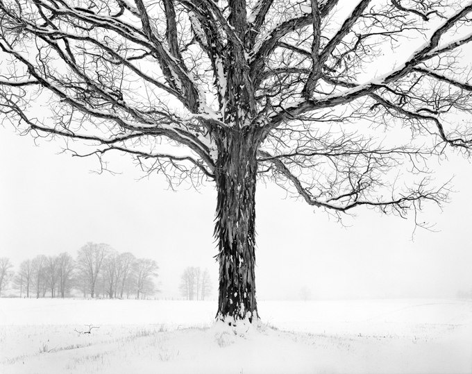 84. Shagbark Hickory, near Edinboro, Pennsylvania 11.30.2024.jpg