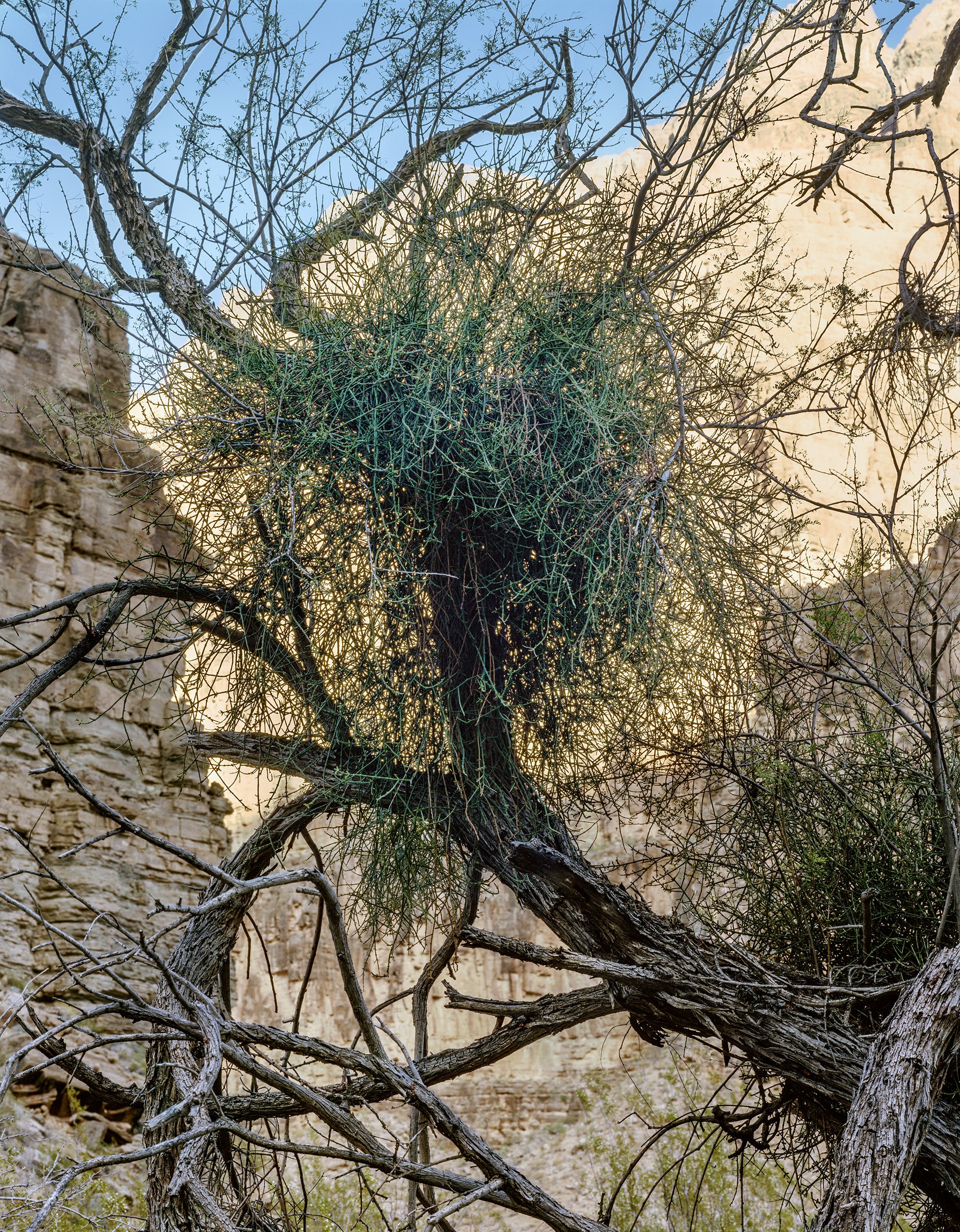 Desert Mistletoe in dying Mesquite, near Colorado River, Arizona