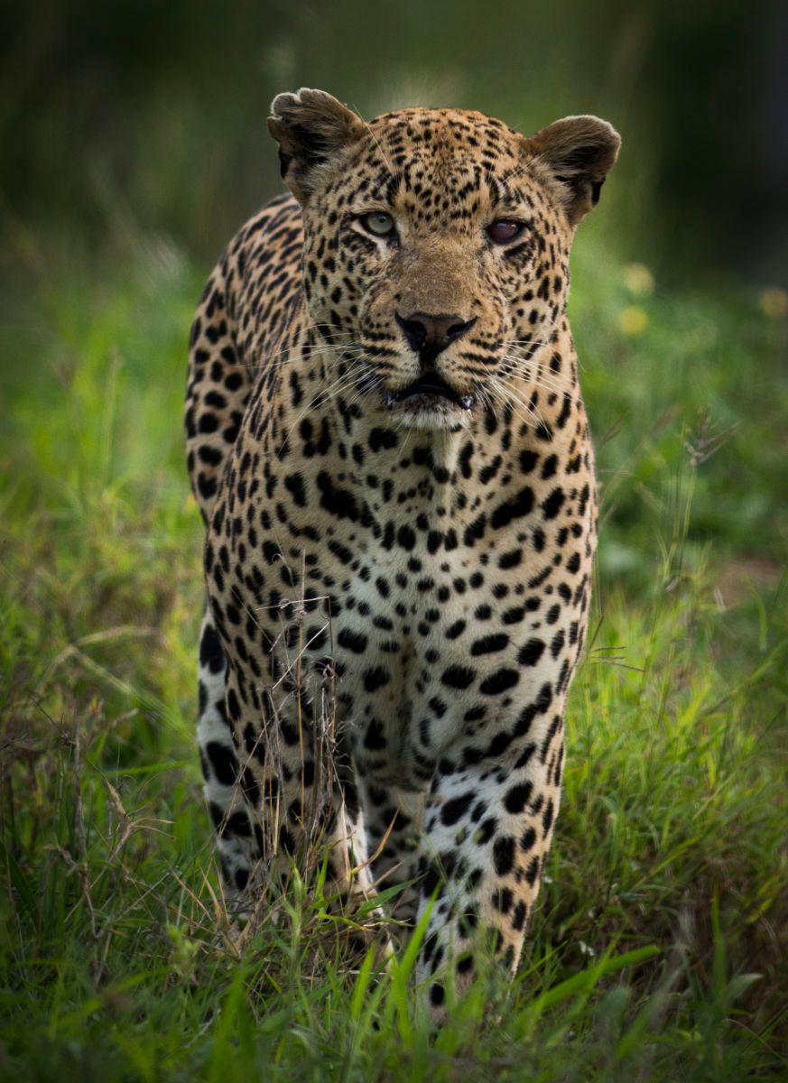 1so_africa_kruger_1641.jpg