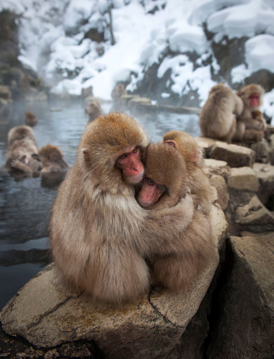11-japan_jigokudani_2312.jpg