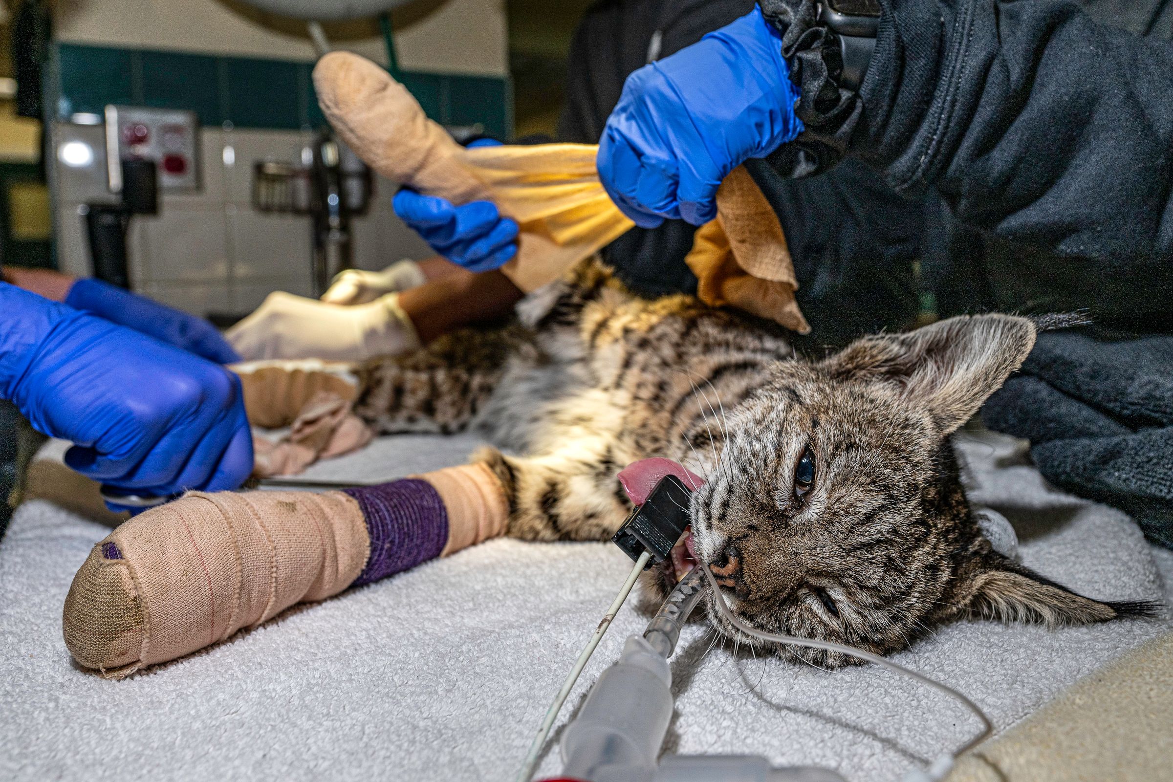 90_USA_CA_Pasadena_Humane_Society_Bobcat_LAI1847.jpg