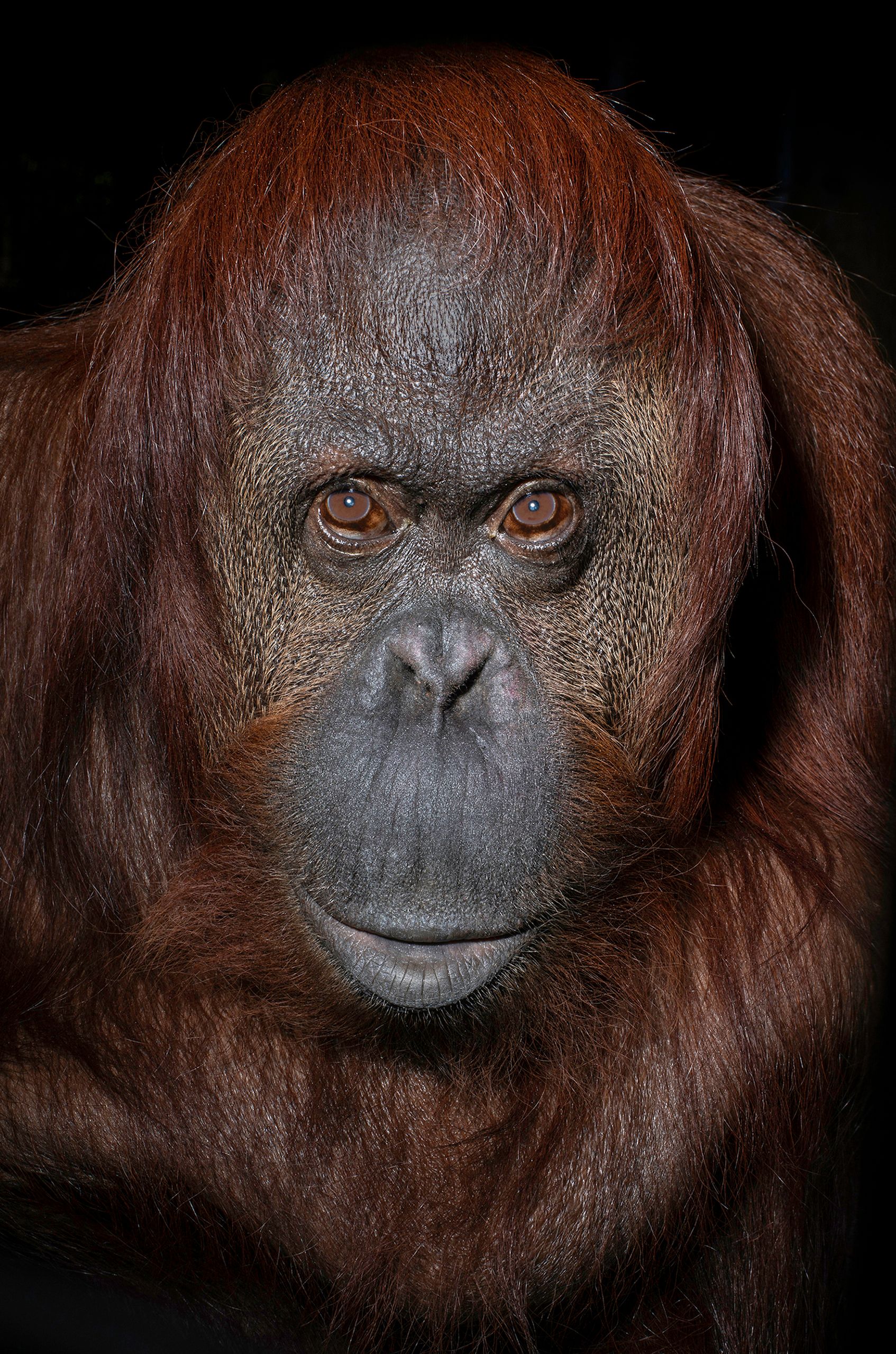USA_FL_Center_Great_Apes_Sandra_6481_WEB.jpg