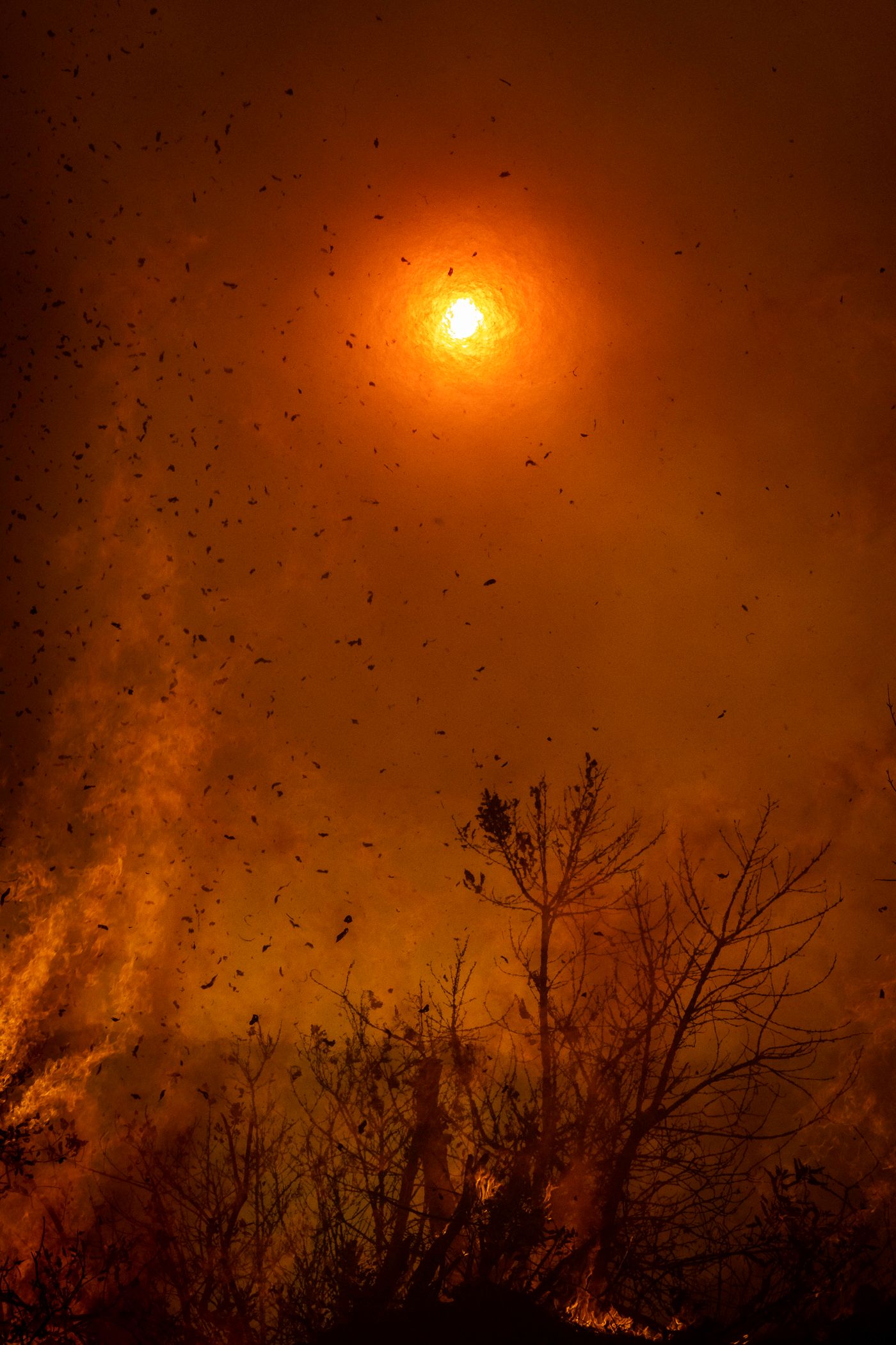 USA_CA_LA_Palisades Fire_LAF8366.jpg