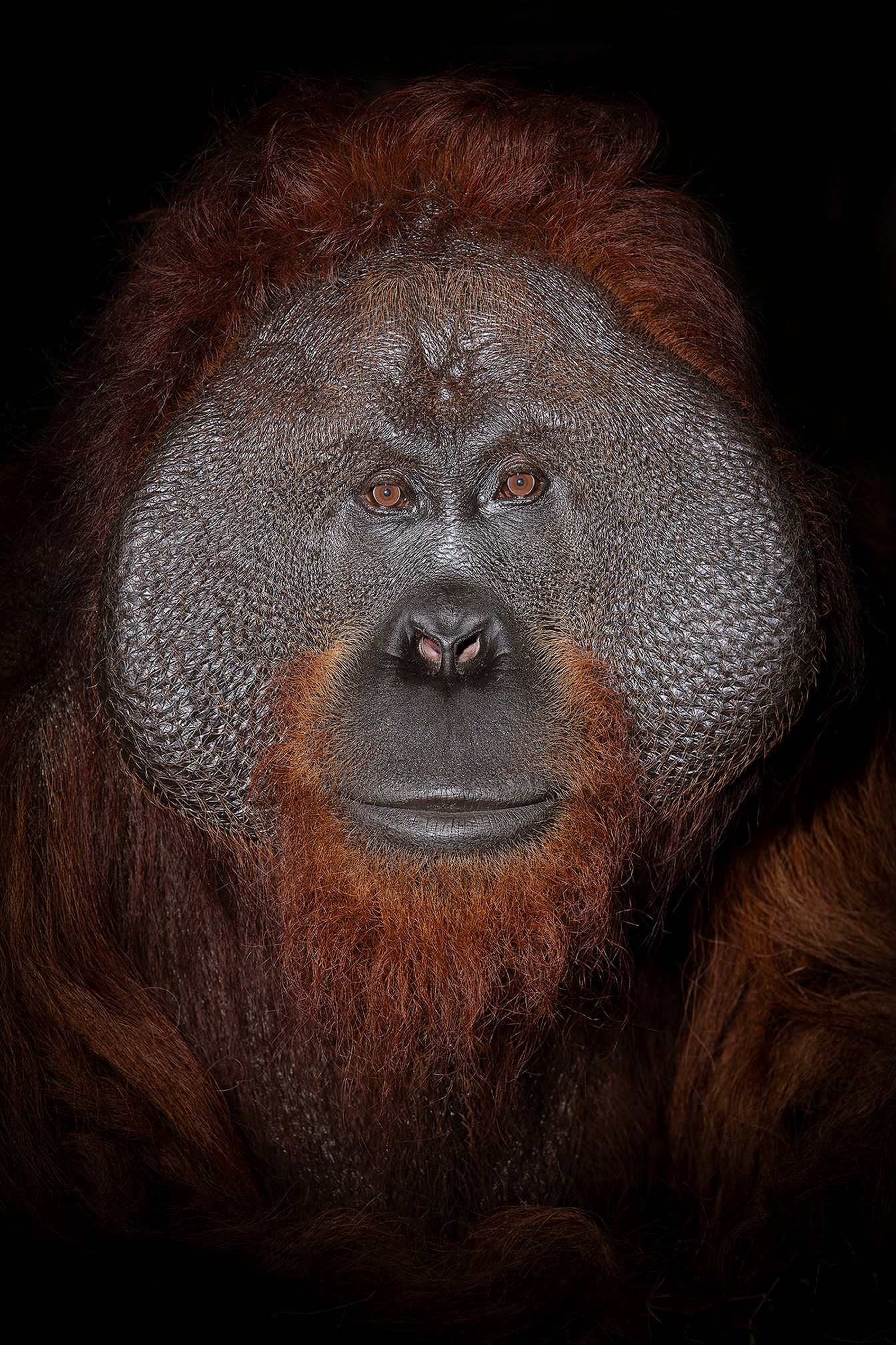 orang_05_USA_FL_Center_for_Great_Apes_Harry_6437.jpg