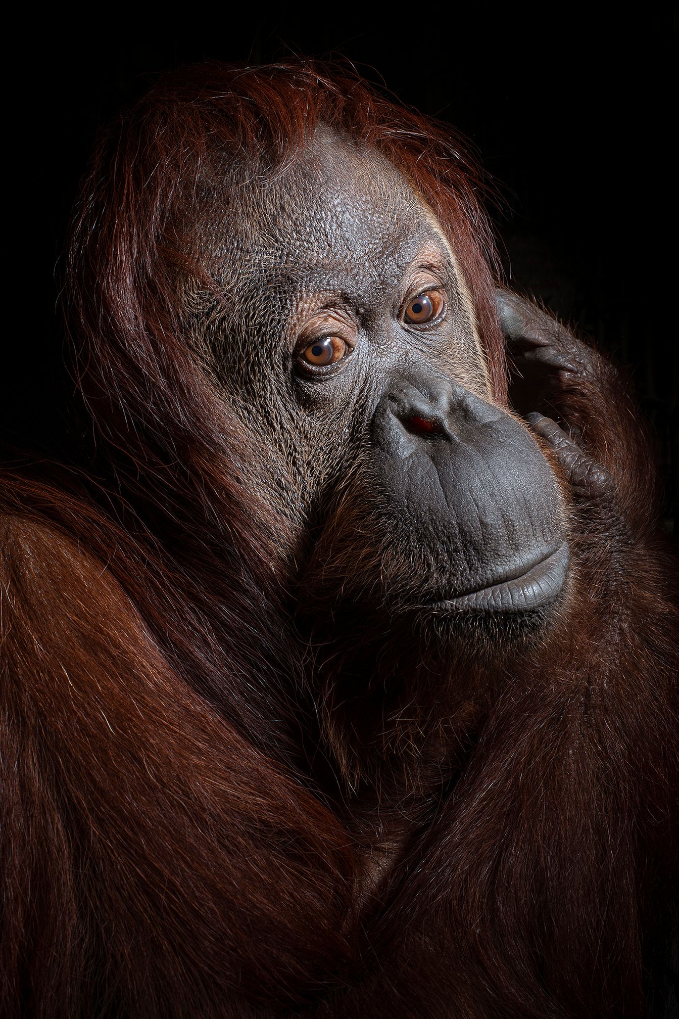 06_USA_FL_Center_for_Great_Apes_Sandra_6339.jpg