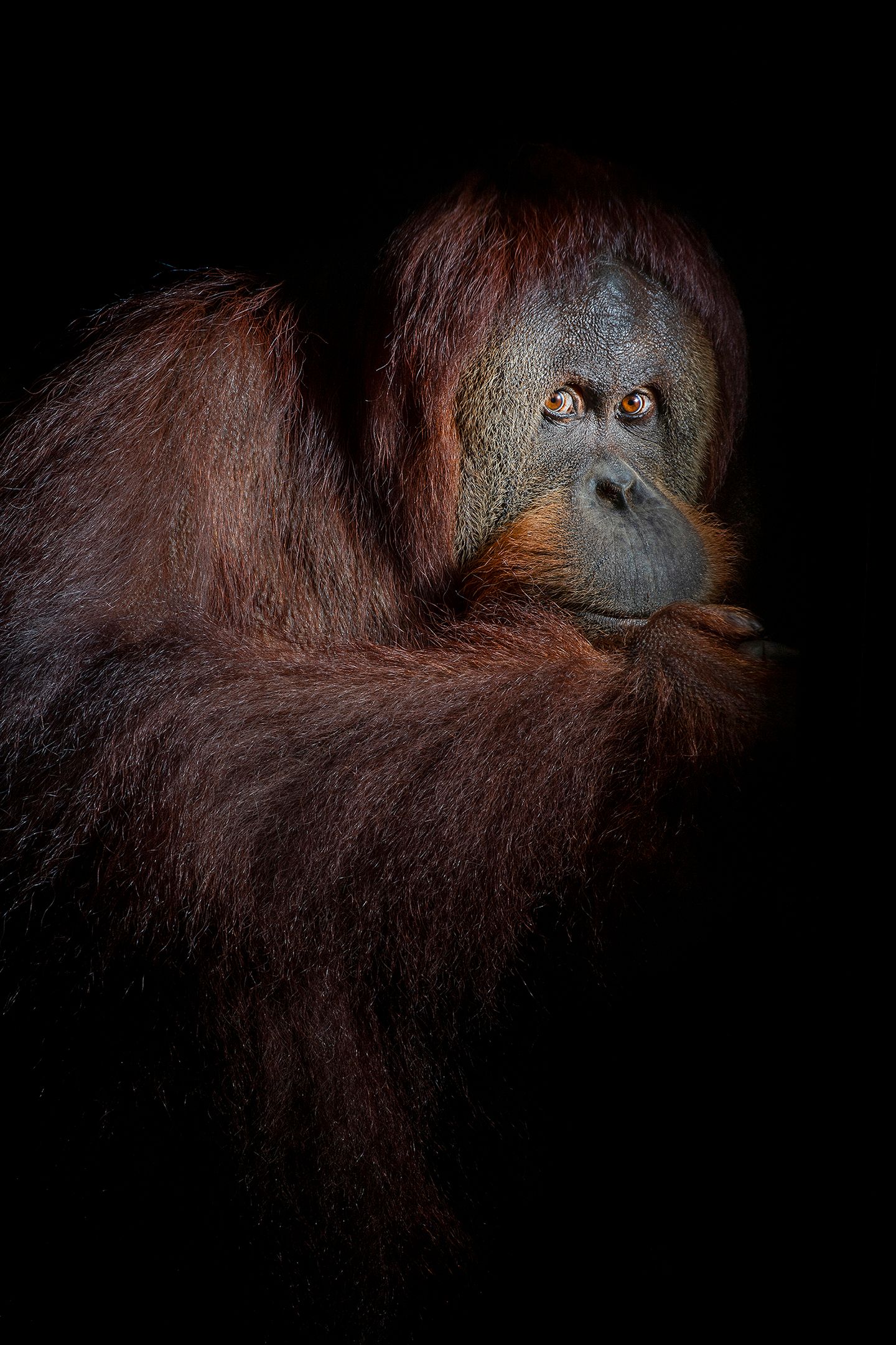 orang_03_USA_FL_Center_for_Great_Apes_Kiki_6394.jpg