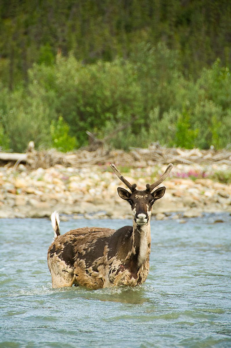 1caribou_on_the_mountain_river