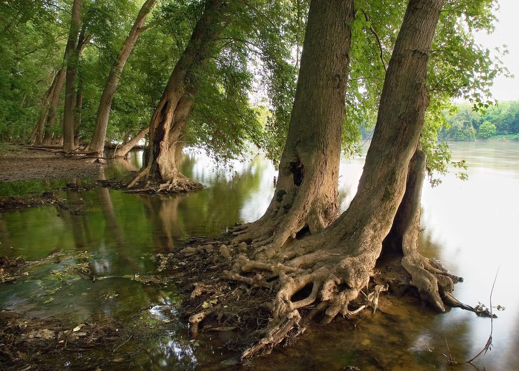 1owsley_violettes_57