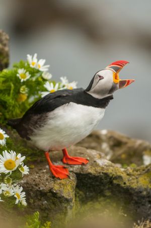 070804_IS_LatrabjargPuffins_028_v2.jpg