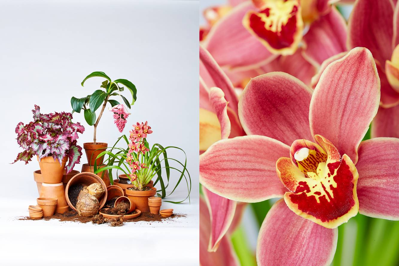 DNE_Flower Pots_72 dpi NEW for WEB.jpg