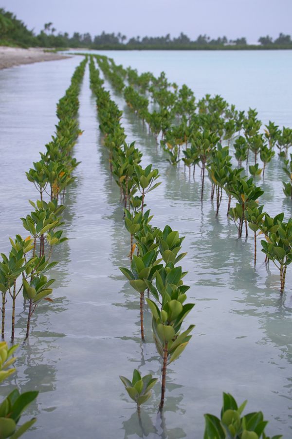 Kiribati mangrove planting campaign