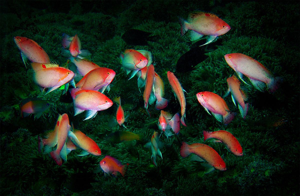 A school of Stocky Anthias photographed 15 meters underwater. Special grundge processing applied in post-production. Dancing Anthias