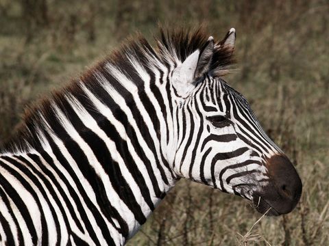 Zebra- Africa.jpg