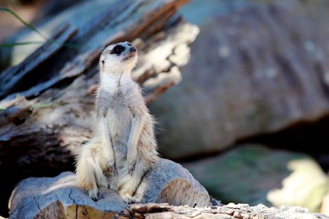 Taronga Zoo_2113.JPG