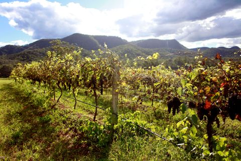 Hunter Valley_5245.JPG