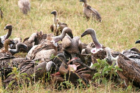 Circle of Life- Africa.JPG