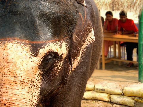 Copy of Asian Elephant- Nepal.jpg