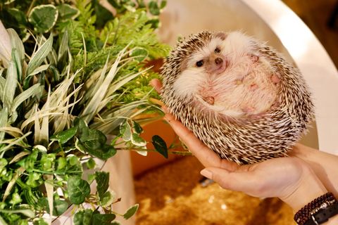 Tokyo (Harajuku)_121.JPG