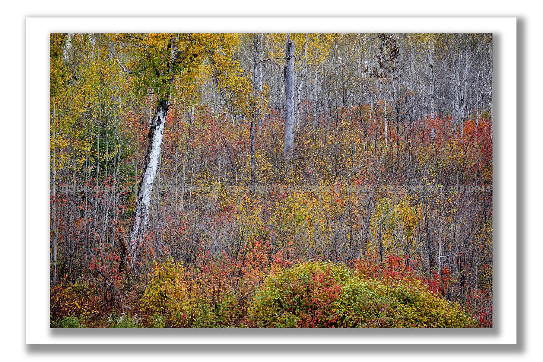 Northern Pallet