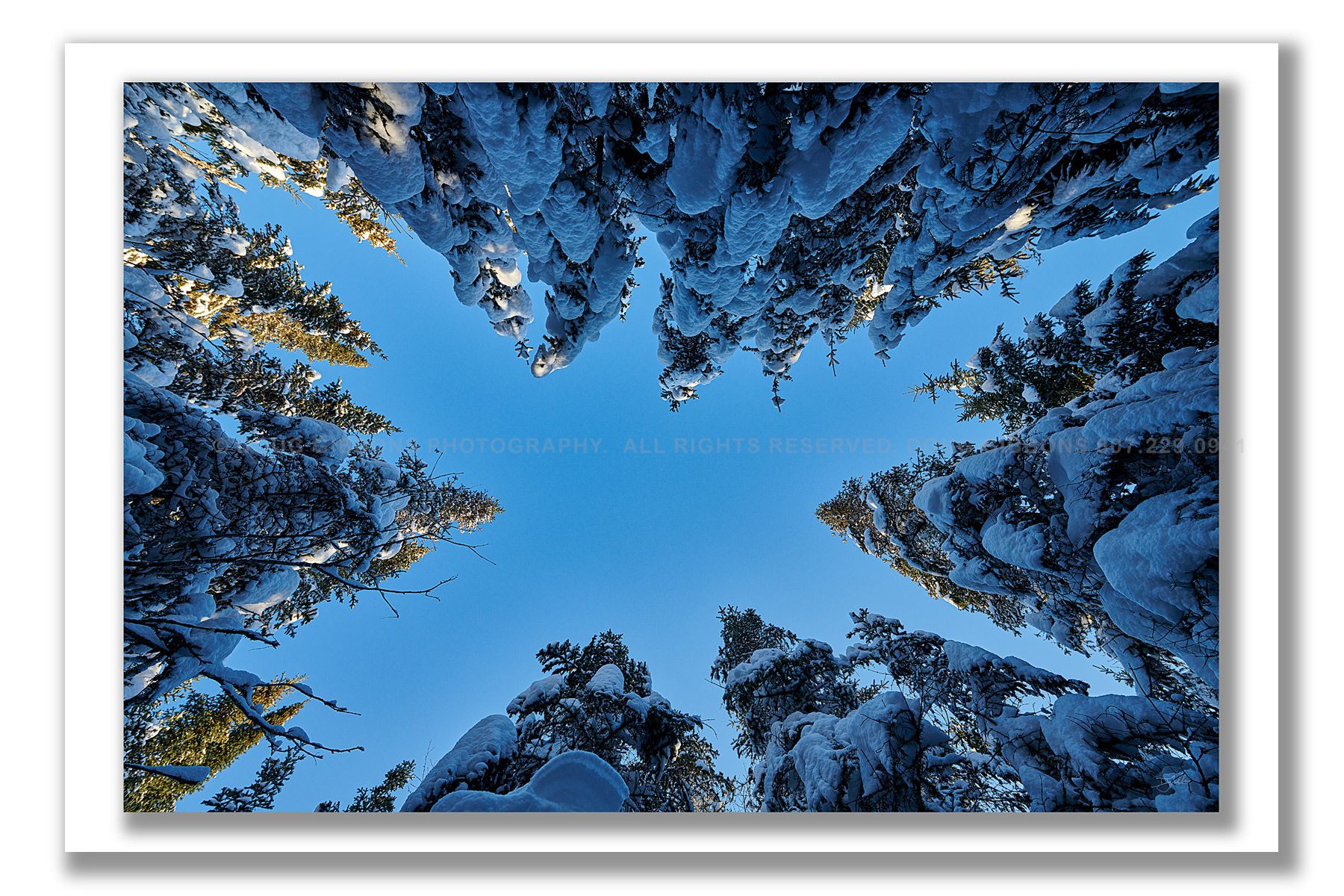 Rays of daylight skimming tree tops in the deep of winter