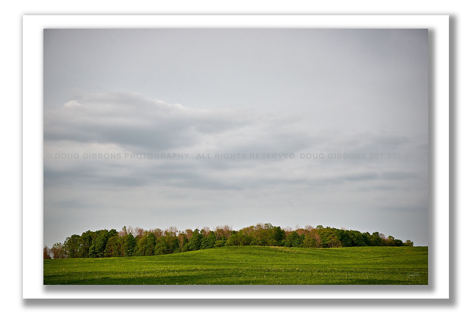 Mellow Meadow