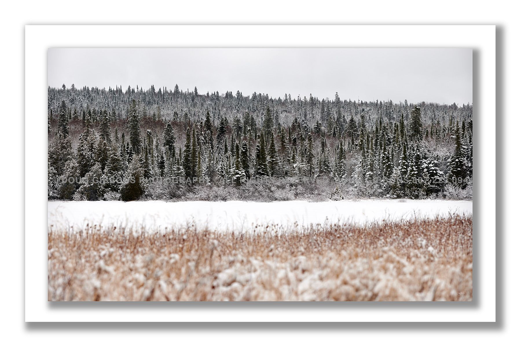 Snowy Serenity