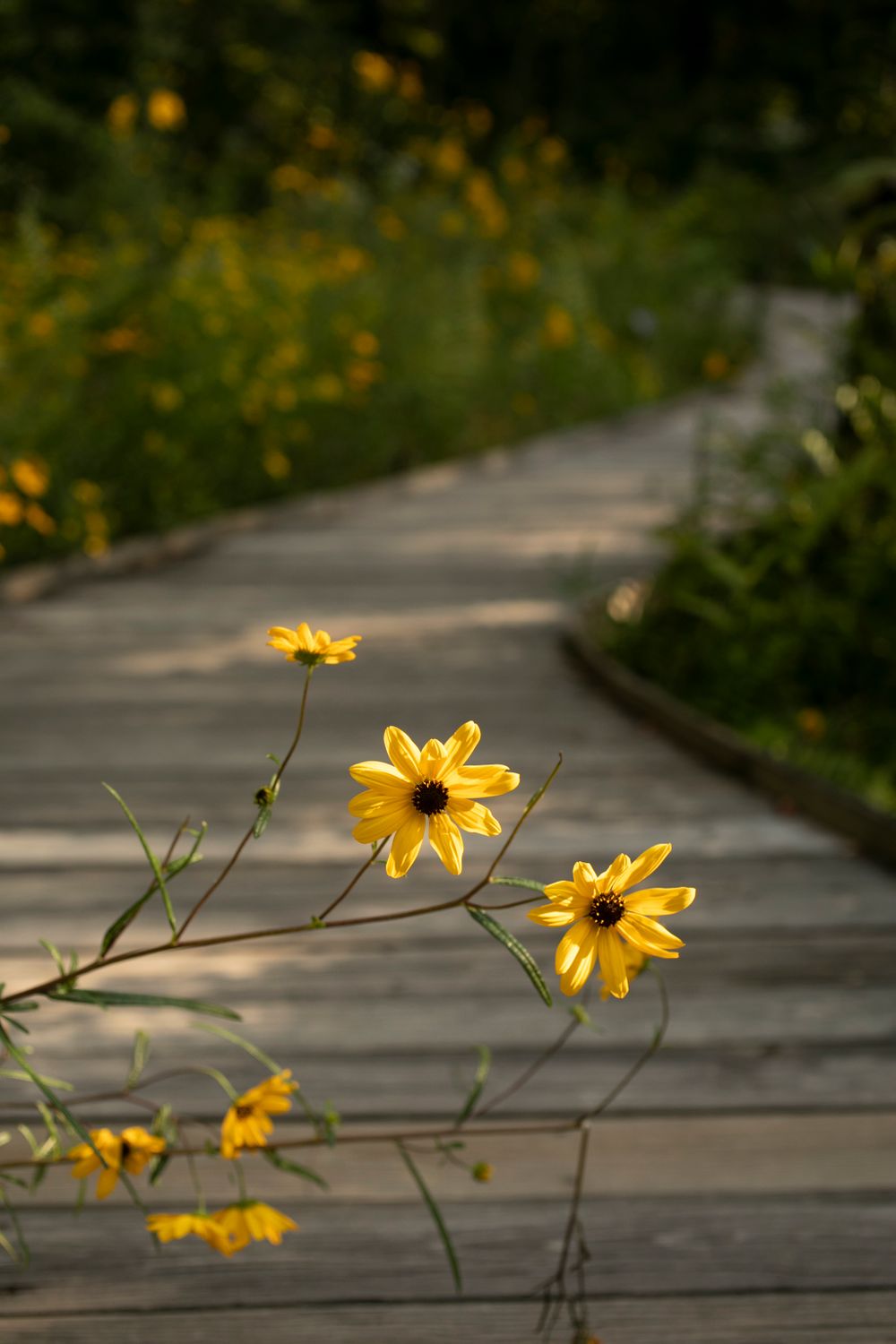 Sculptures in the Garden-44 copy.jpg
