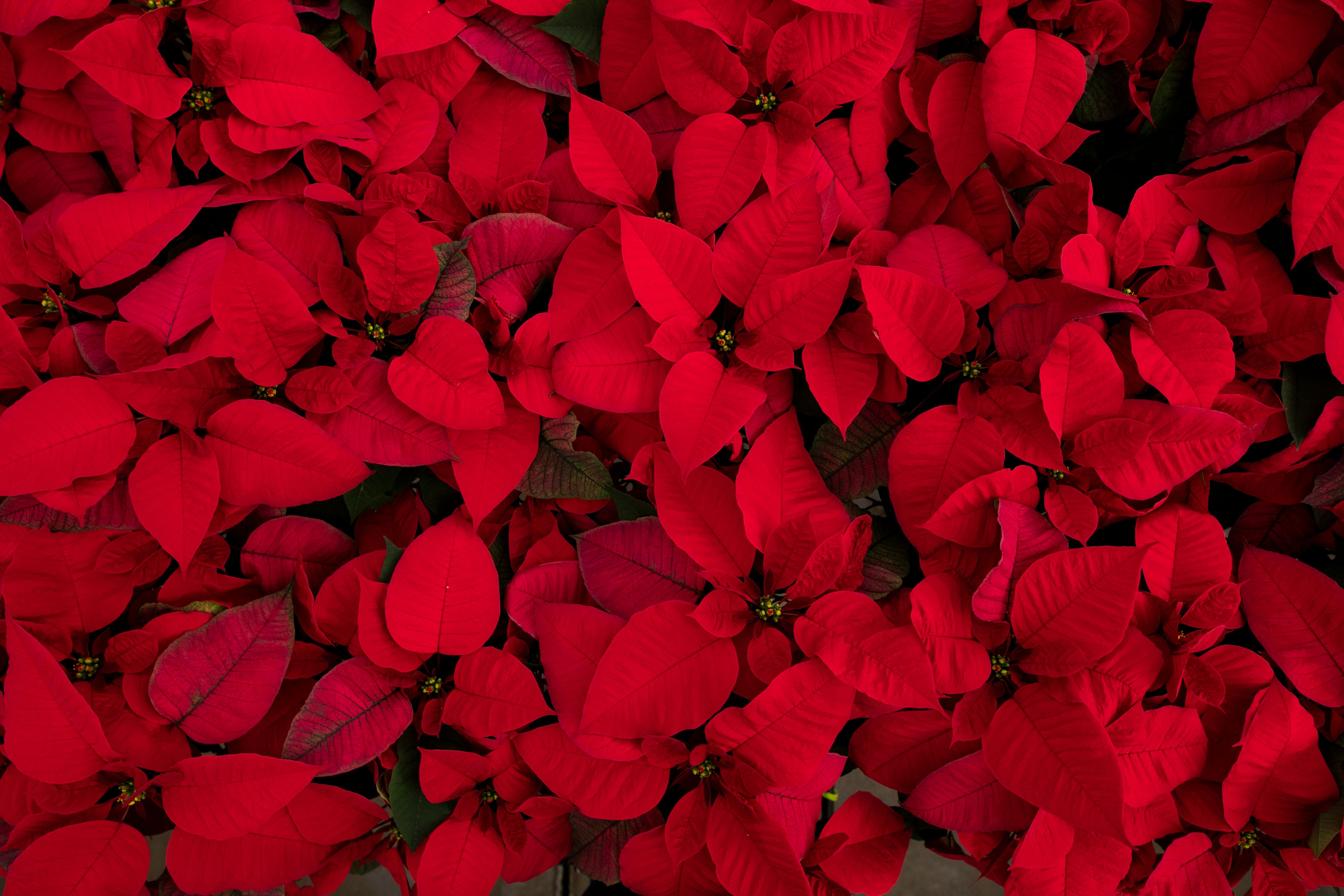 Poinsettias-60 copy.jpg