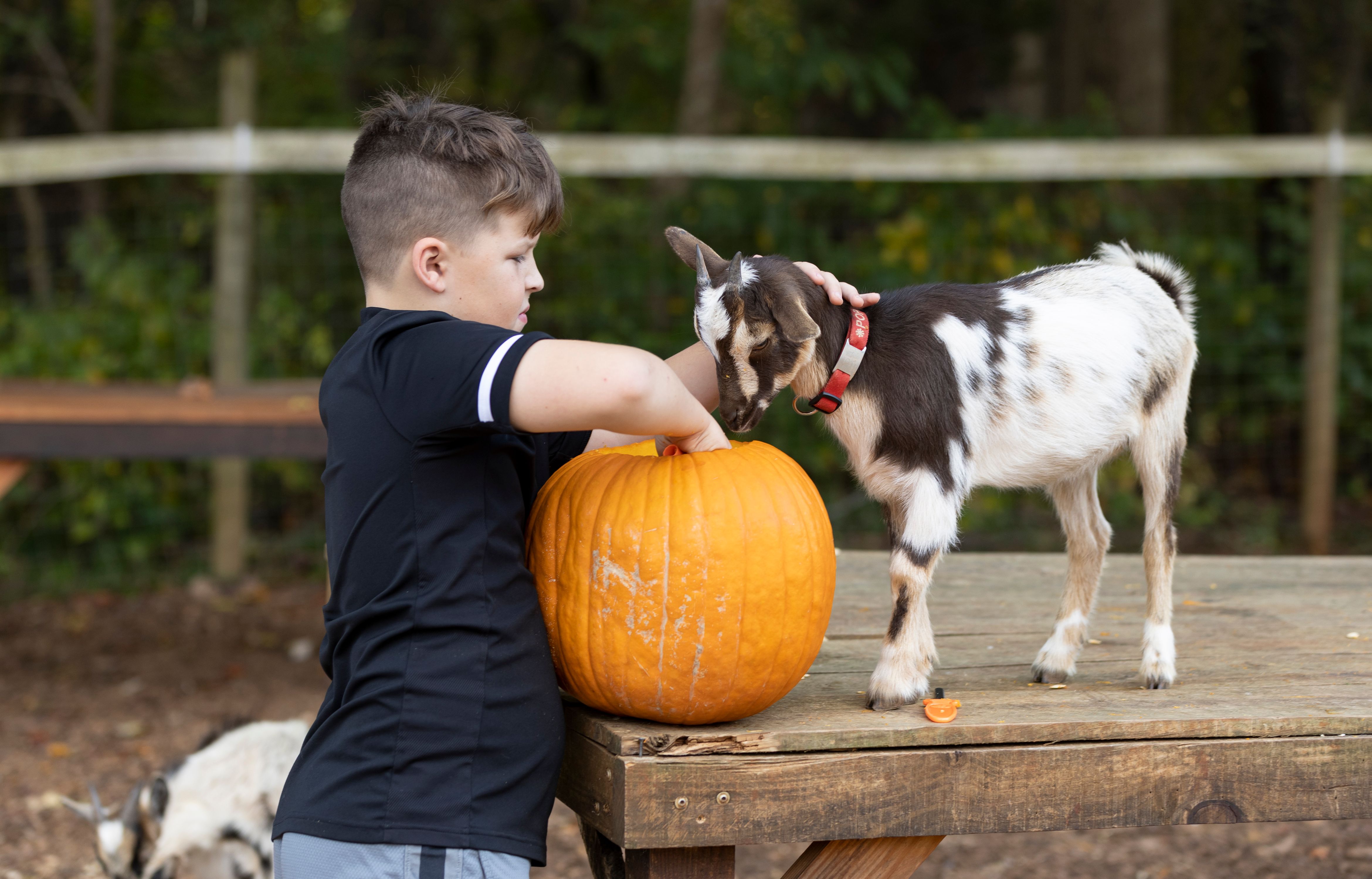 Pumpkin Carving with Goats-88.jpg