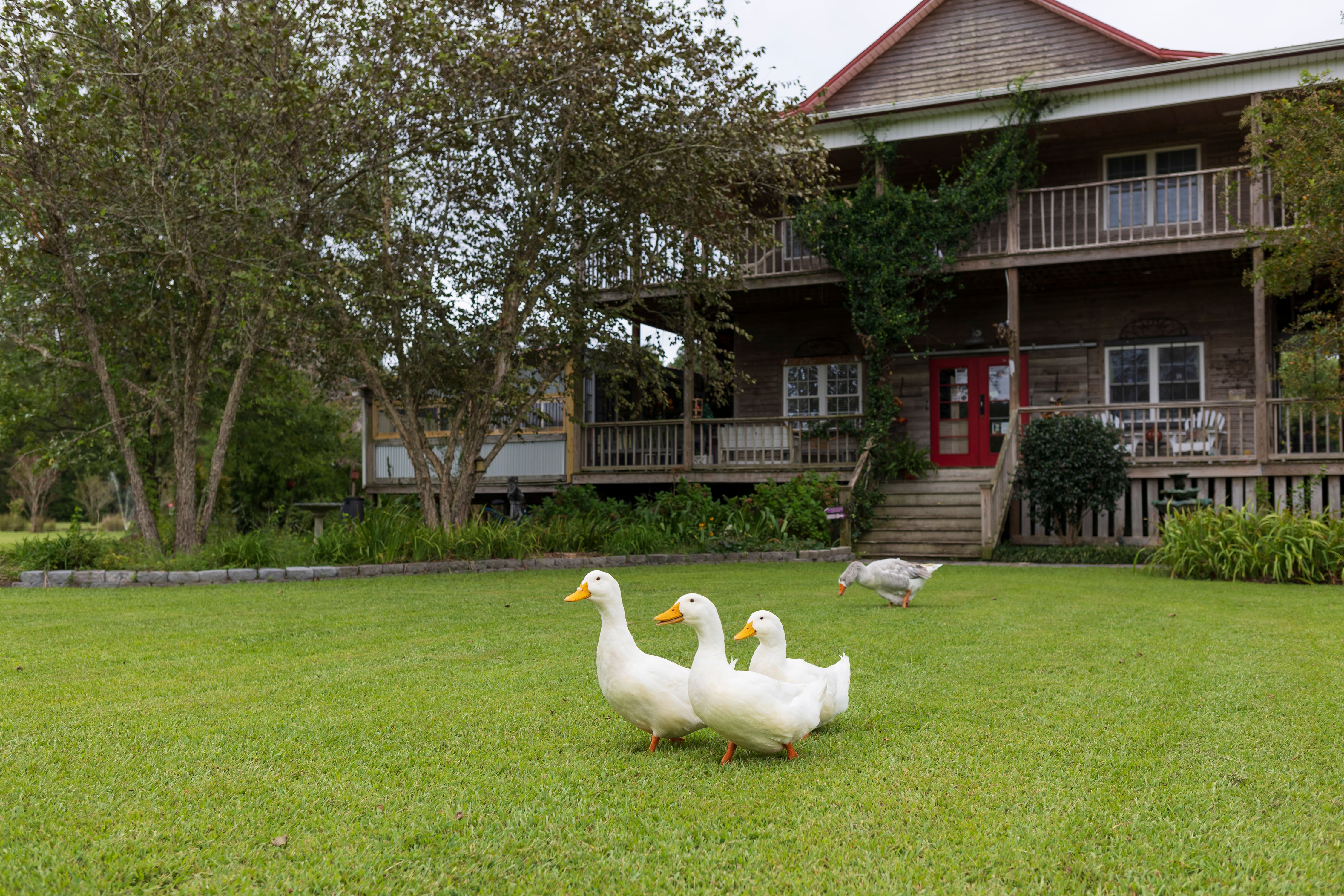 Grapeful Sisters Vineyard-00028.jpg