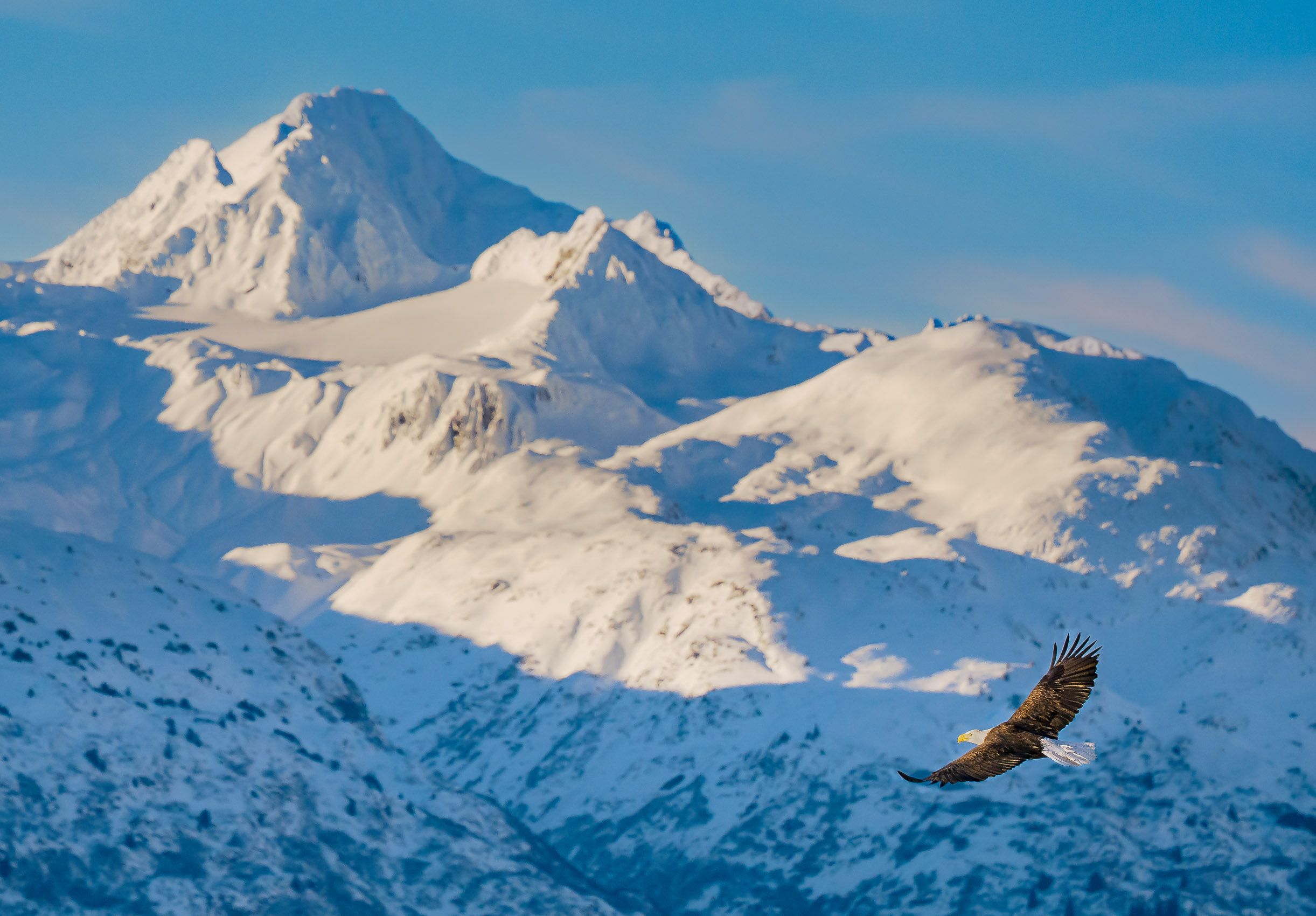 Bald Eagle