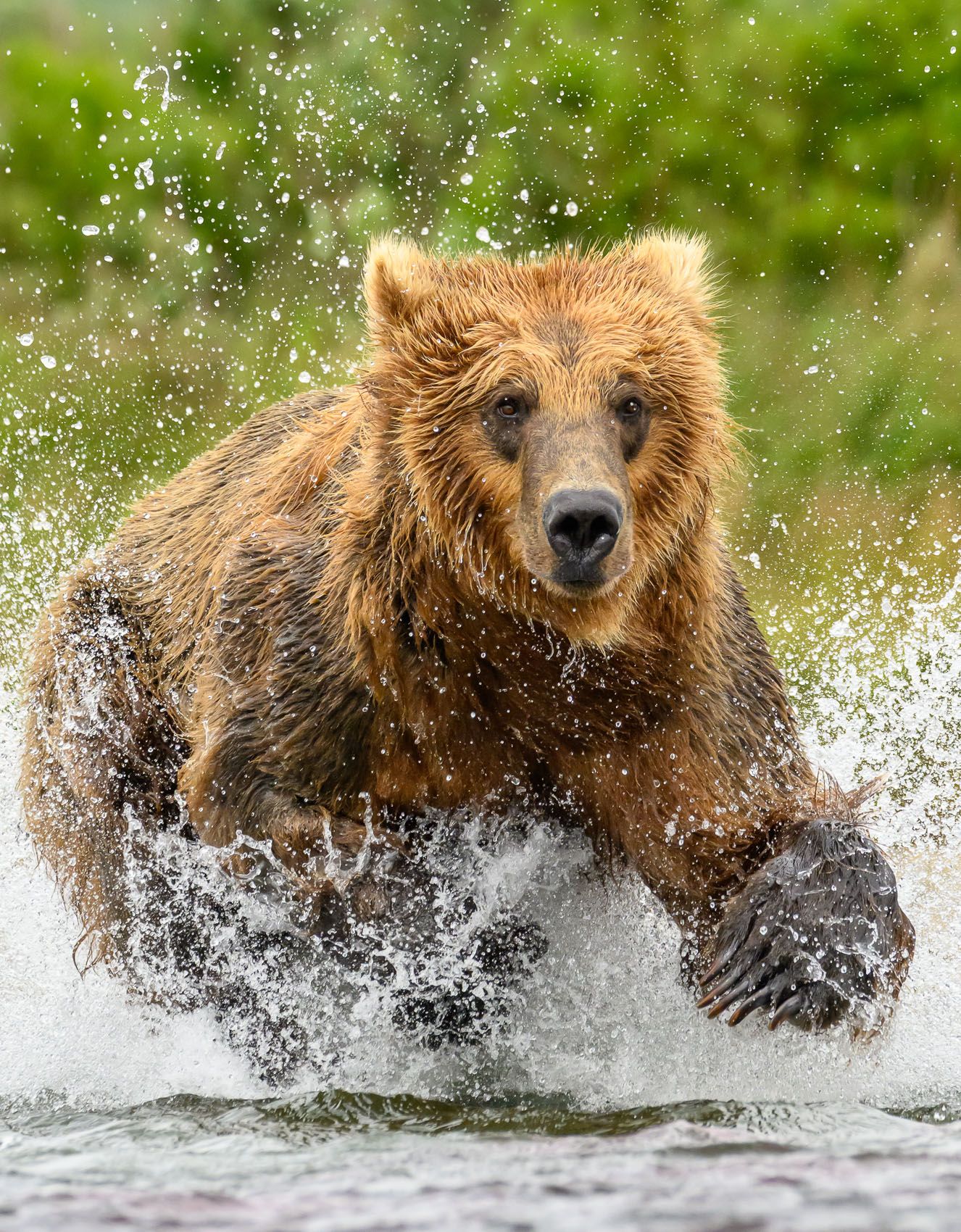 Brown Bear fishing