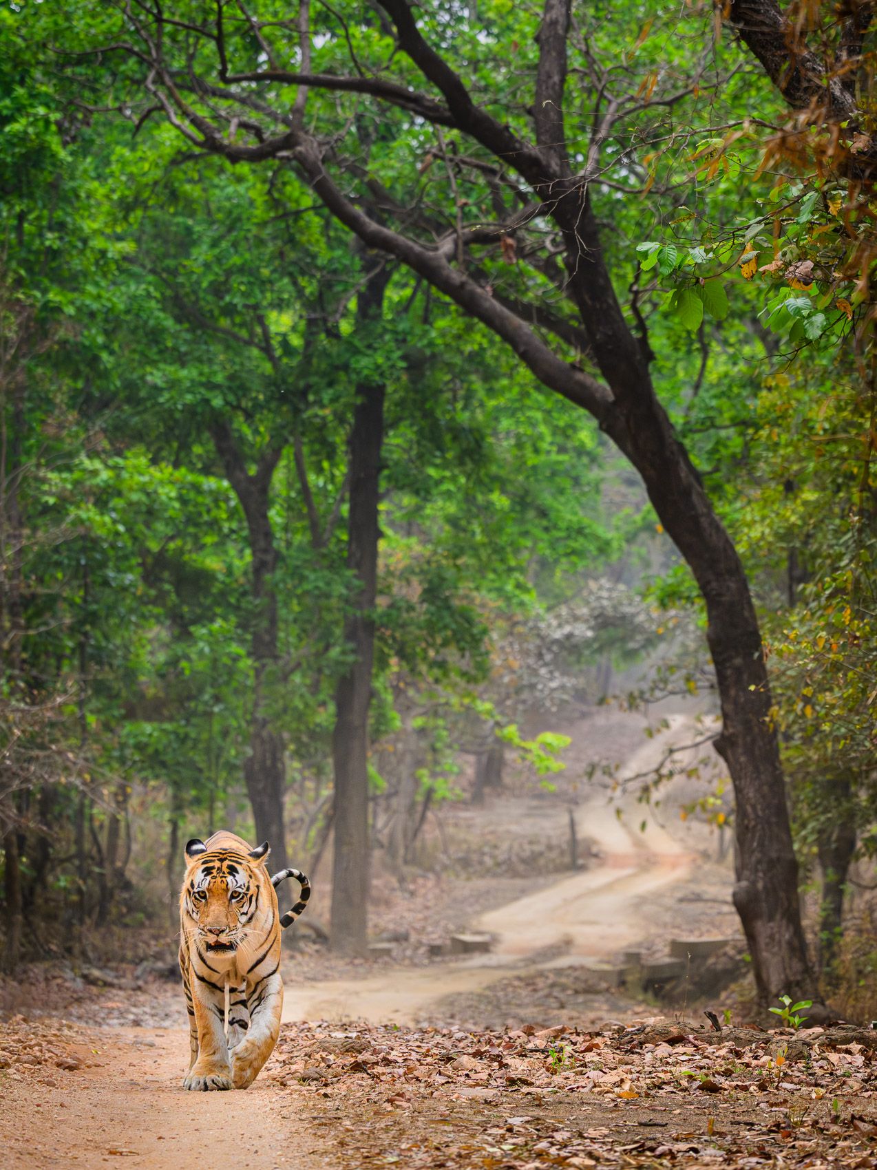 Bengal Tiger stalking prey on dirt road, India Bengal Tiger