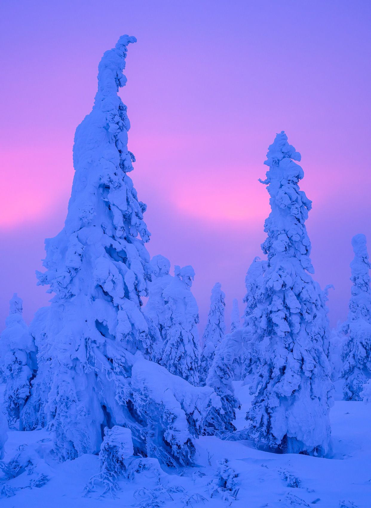 Arctic sunrise