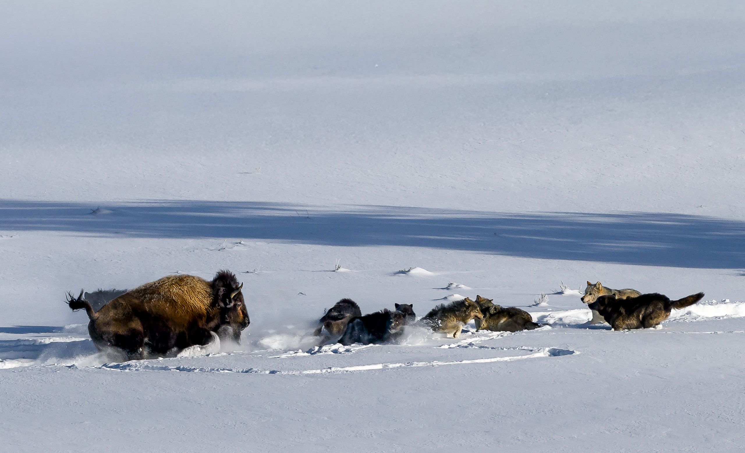 Wapiti Lake Wolf Pack on the hunt