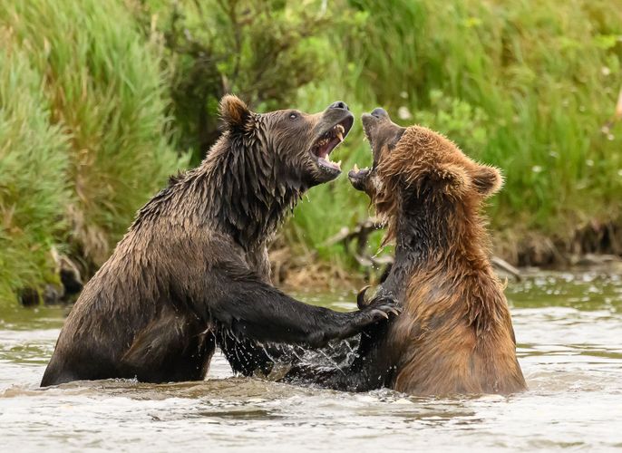 Brown Bears Fighting