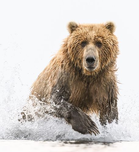 Brown Bear splashing