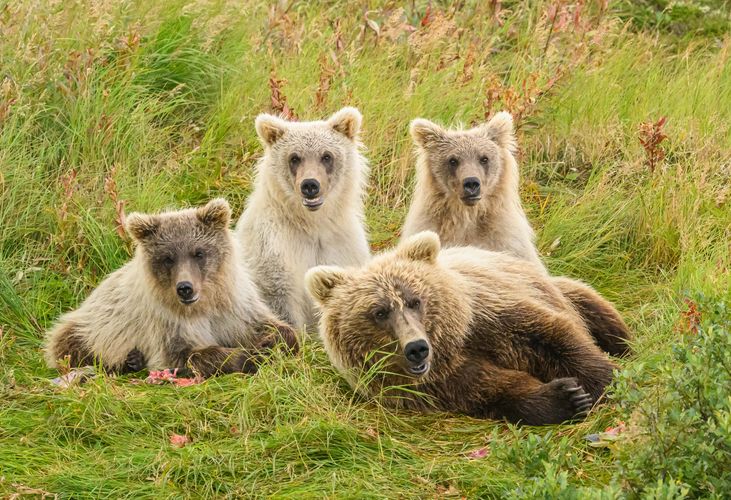 Alaskan Brown Bear family