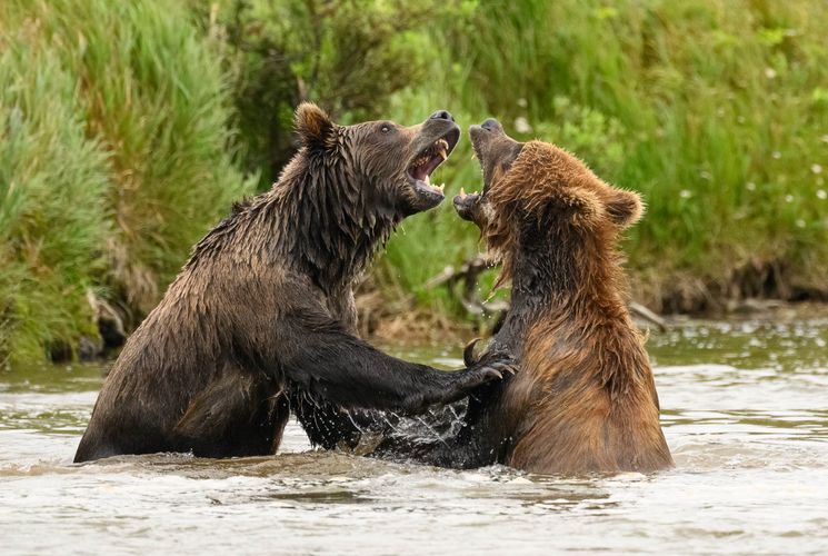Two Alaskan Brown Bears fighting 
