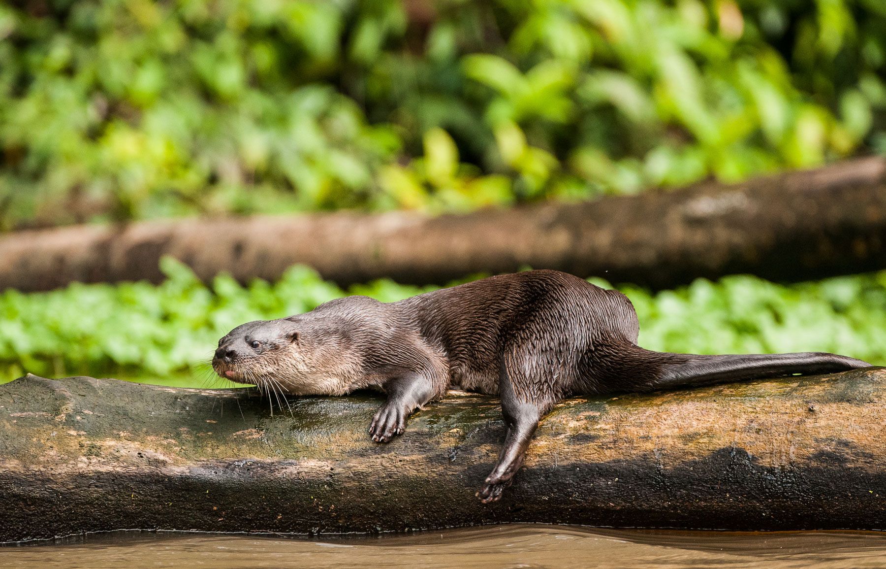 Neotropical River Otter (Lontra longicaudis) resting on a log in Tortuguero National Park, Costa Rica Neotropical River Otter