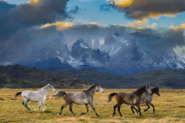 Wild Horses of Torres Del Paine