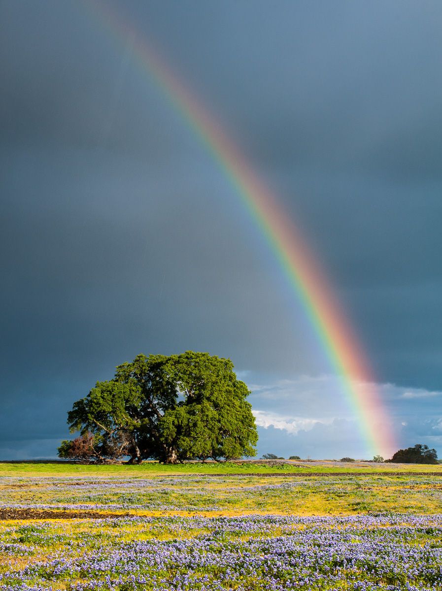 Table Mountain, California Rainbow over a Field of Wildflowers