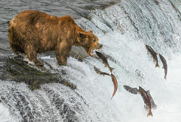 Brown Bear catching salmon