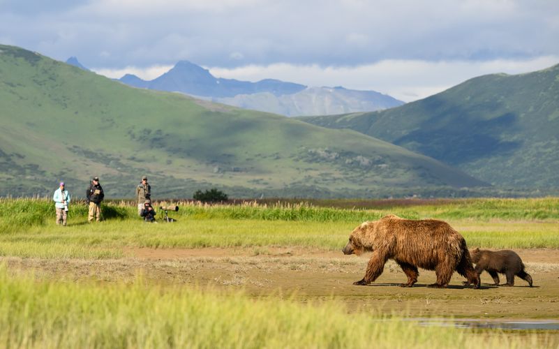Brown bear and photographers