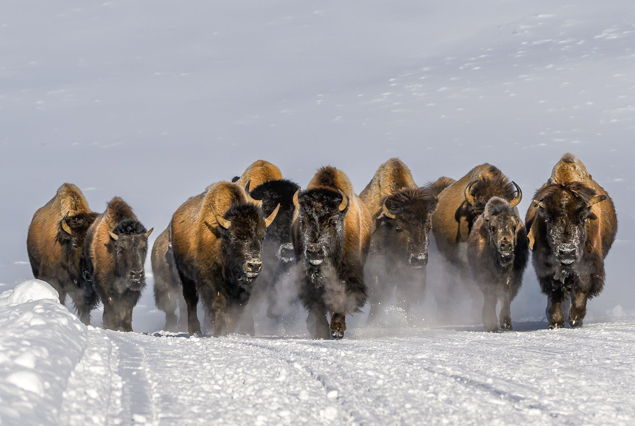 Bison running down road