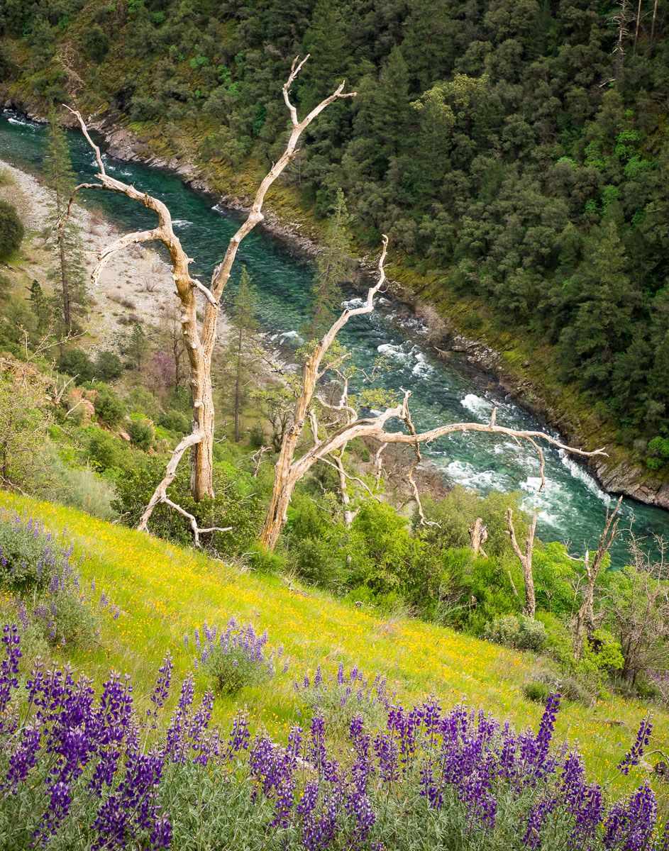 Spring flowers in American River Canyon