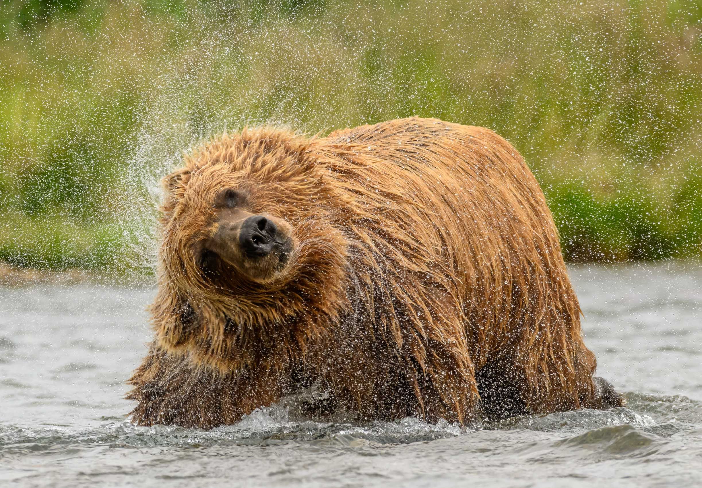 Brown Bear shaking