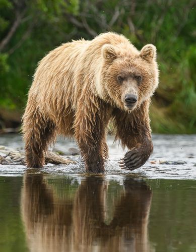 Alaskan Brown Bear reflection