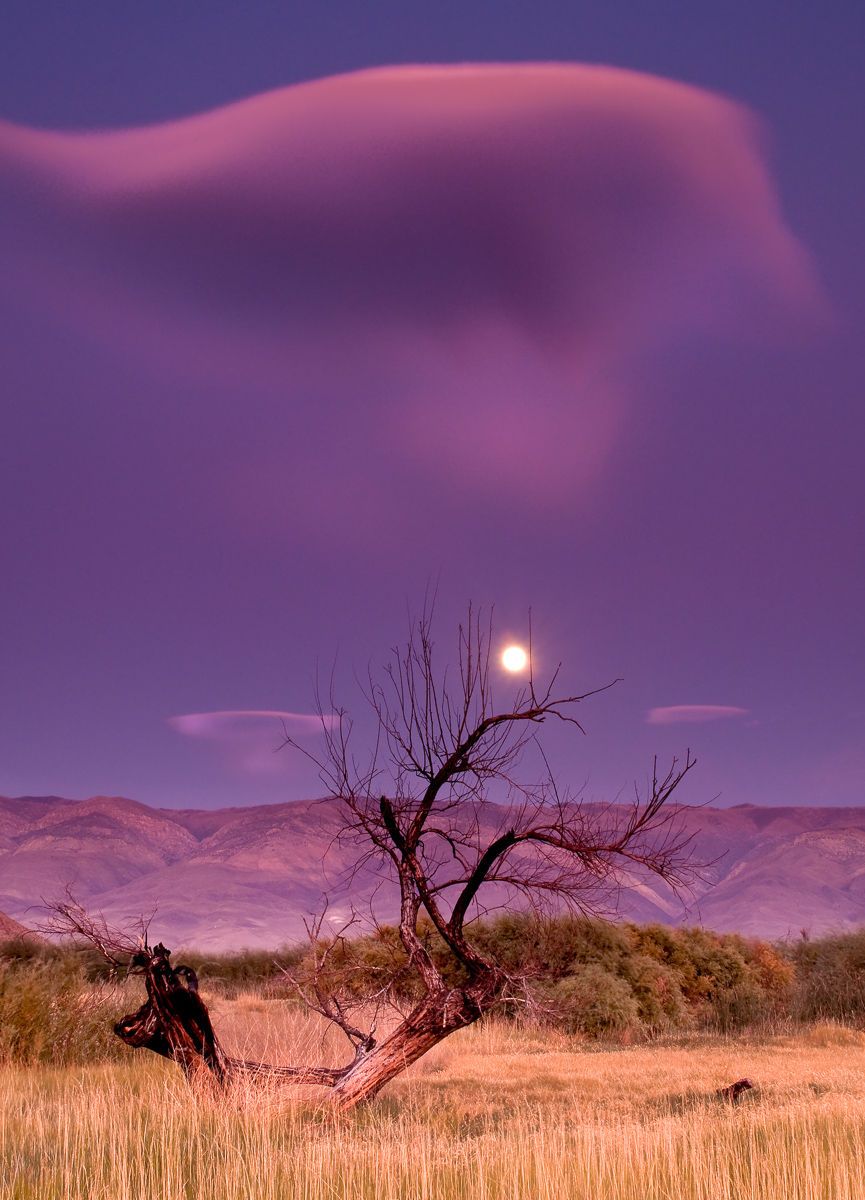 Bishop, California Tree in front of a Full Moon Rising over the White Mountains in Eastern Sierra